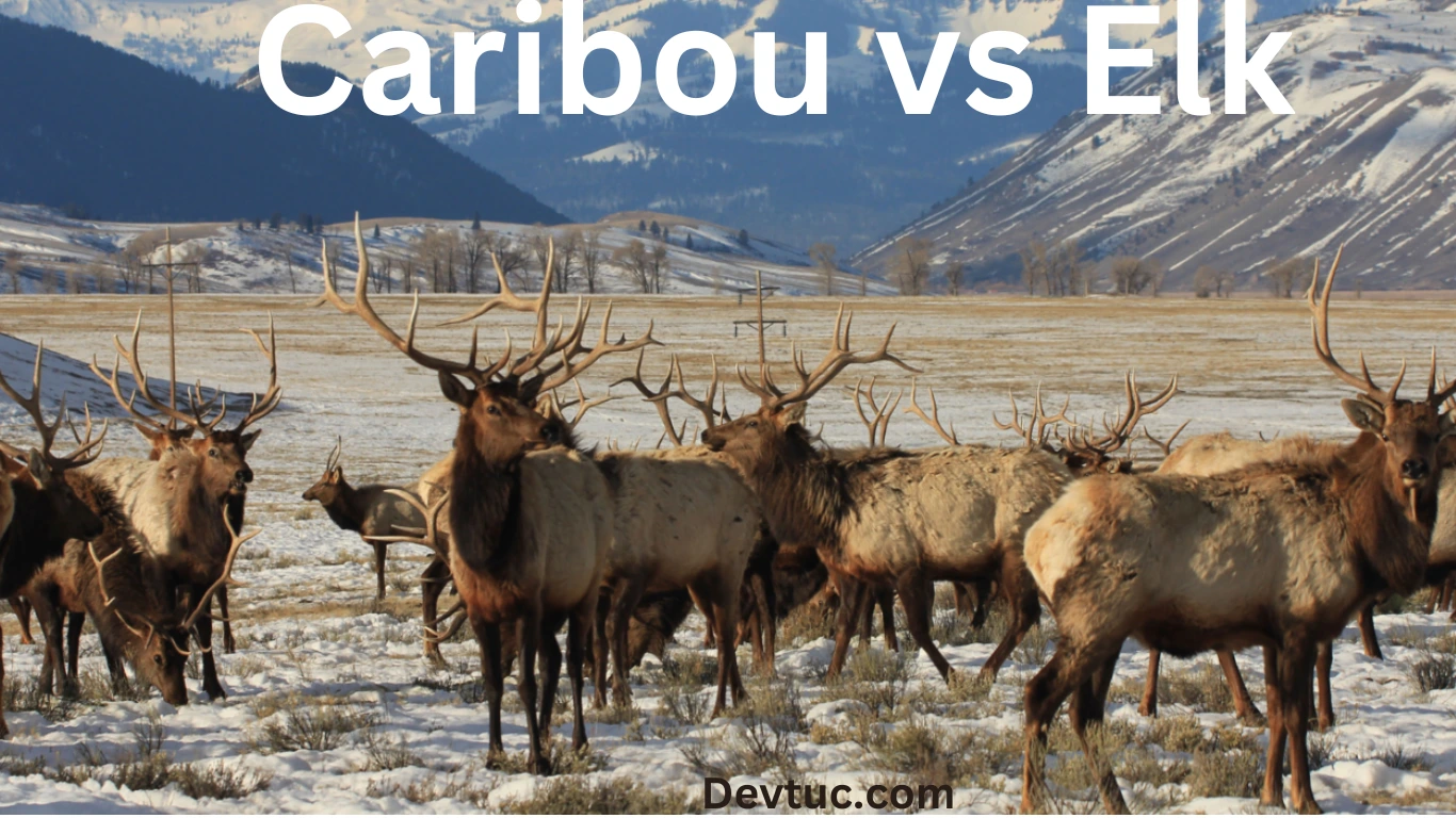 caribou vs elk