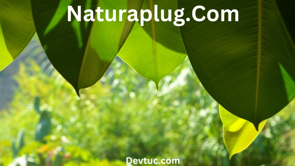 Table Quick Overview of Naturaplug.com Features