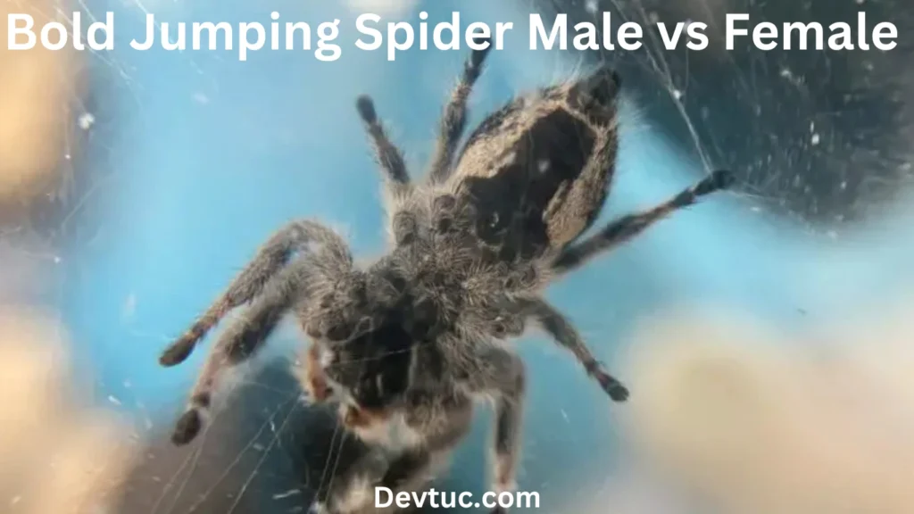 Maturity and Sexual Characteristics in Bold Jumping Spiders