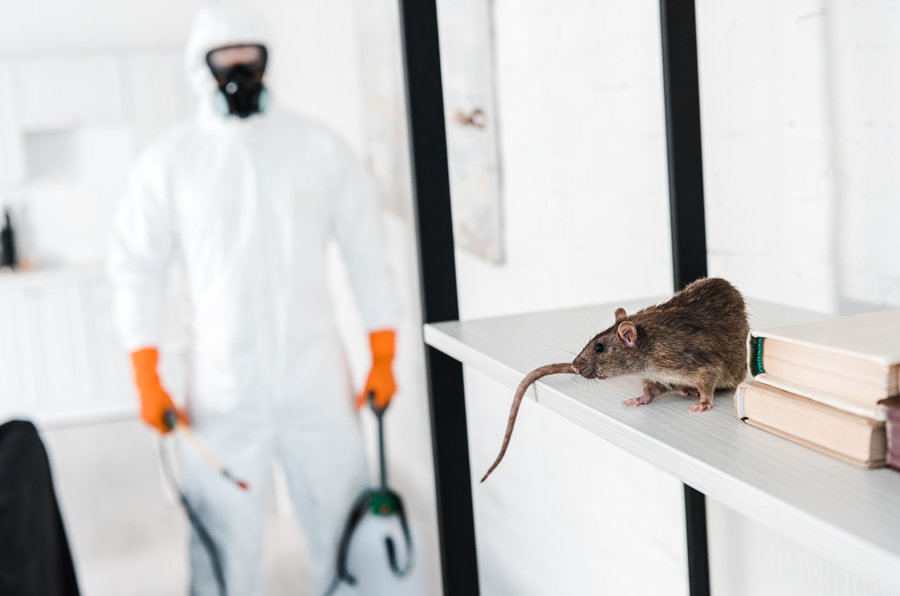 Pest Management Solutions for Homes and Businesses