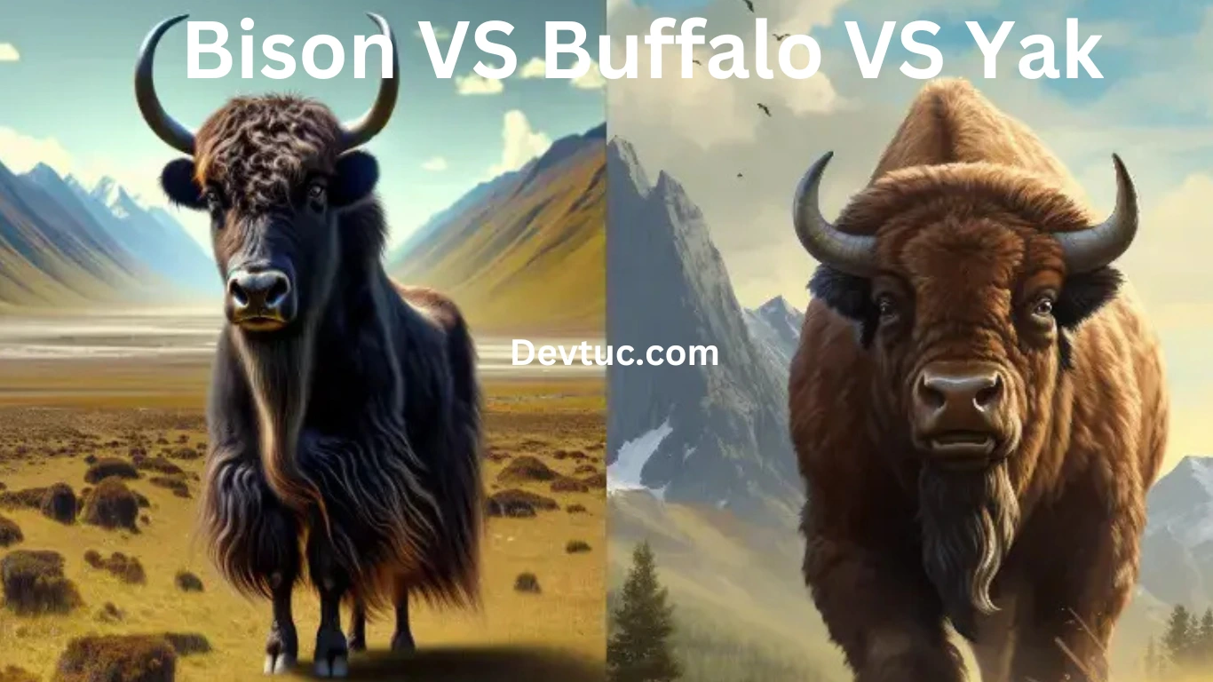 bison vs buffalo vs yak