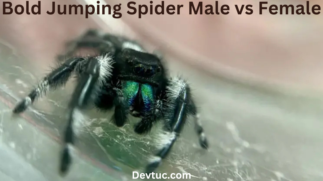 bold jumping spider male vs female