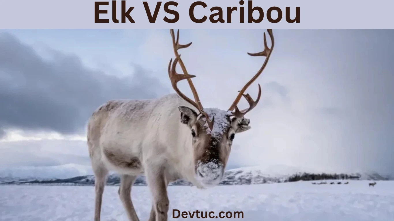 elk vs caribou