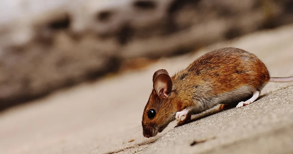 Best Mice Exterminator Texas: Effective Solutions for Rodent Control