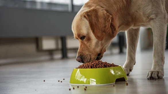 How Holistic Dog Food Promotes a Healthier and Happier Pet